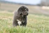 DOGUE DU TIBET 760